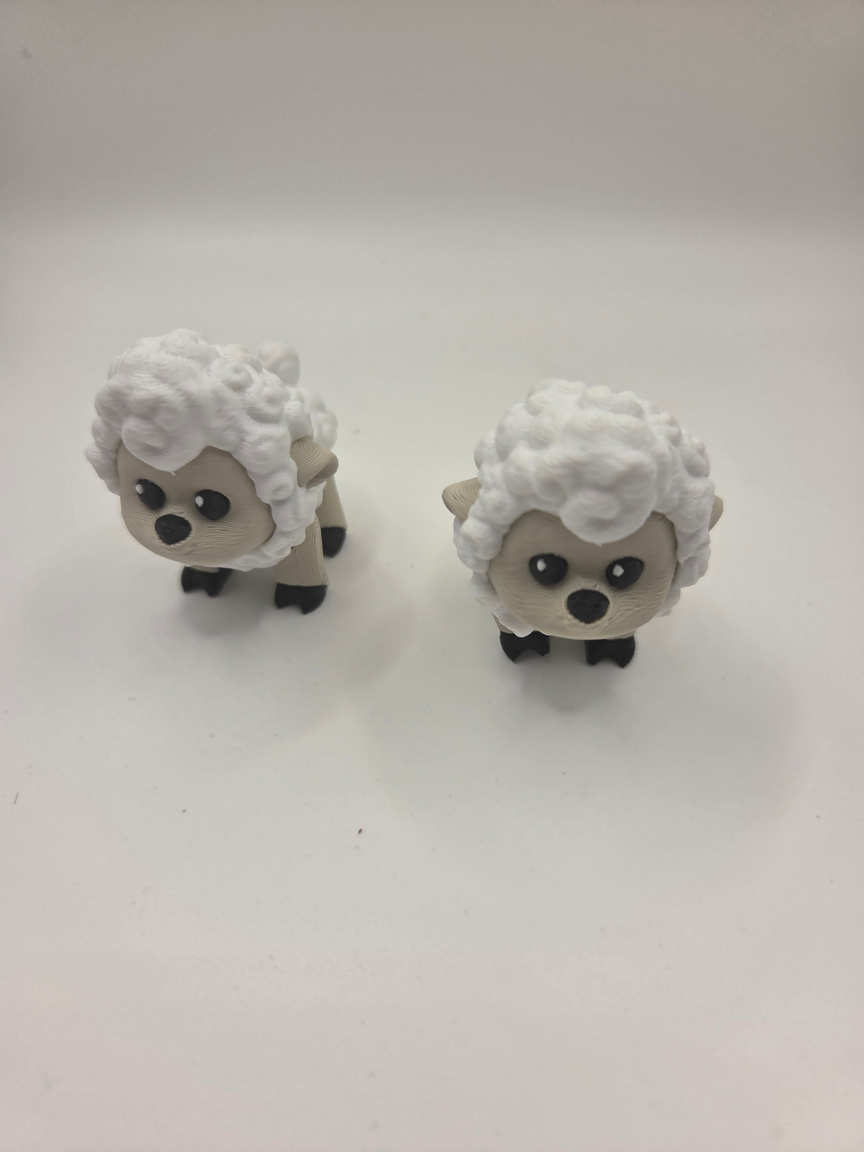 Shane, The Sheep